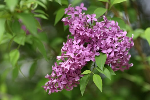 Details of flowers and leaves of common lilac, Syringa vulgaris.