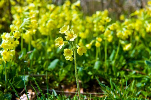 primrose,primrose