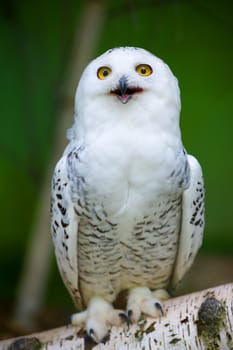 snowy owl,snowy owl
