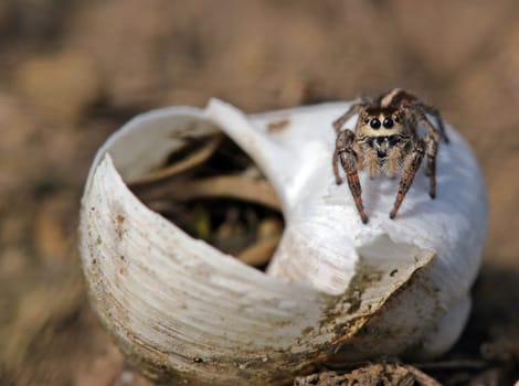 Female cross-jumping spider guards her snail shell