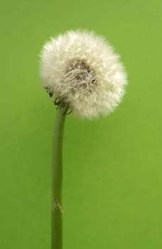 Die Nahaufnahme einer reifen Löwenzahnblüte, Pusteblume.