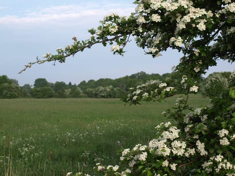 Hawthorn branches