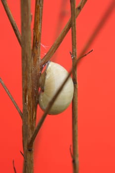 Die Nahaufnahme des Gehäuses einer Weinbergschnecke, welche zwischen Ästen sitzt.