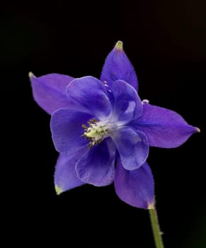 Columbine