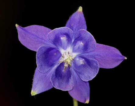 Columbine