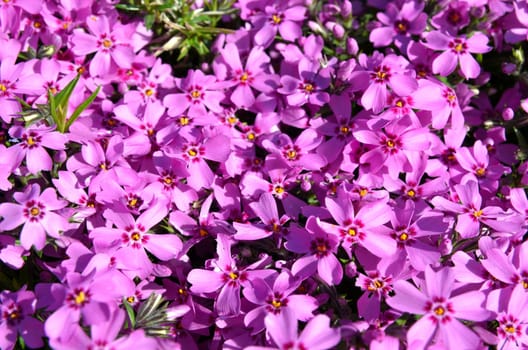 colorful flowers background