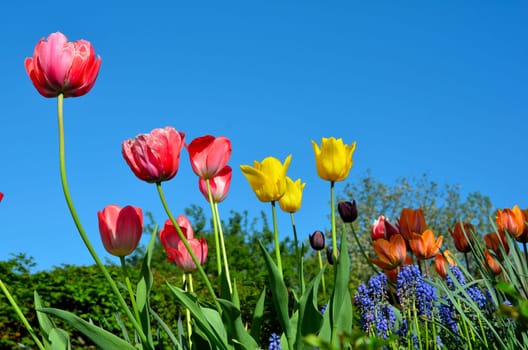 Spring Tulips Flowers