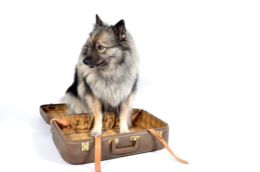 Dog suitcase holiday
