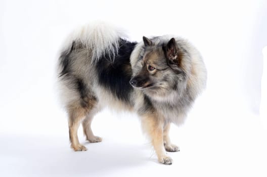 Wolfsspitz Dog