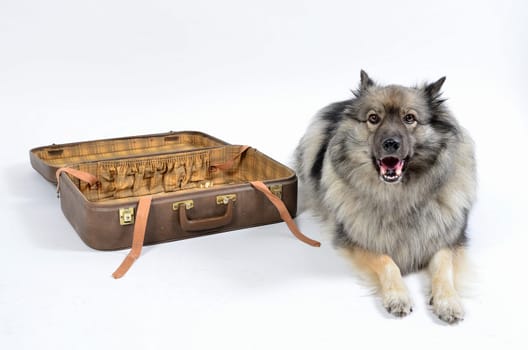 Dog suitcase holiday