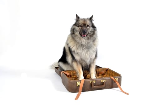 Dog suitcase holiday