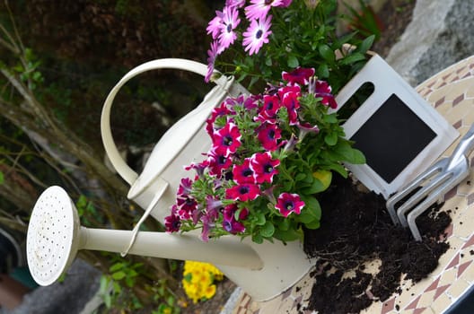 Flowers in spring in the garden plants