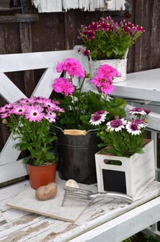 Flowers in spring in the garden plants
