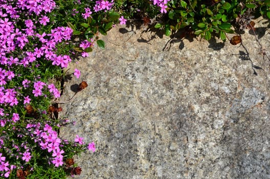 colorful flowers background stone