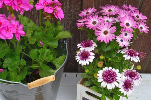 Flowers in spring in the garden plants