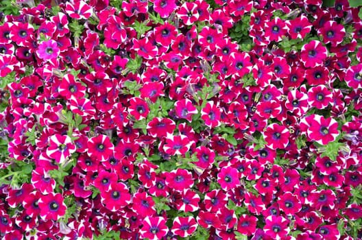 colorful flowers background petunias