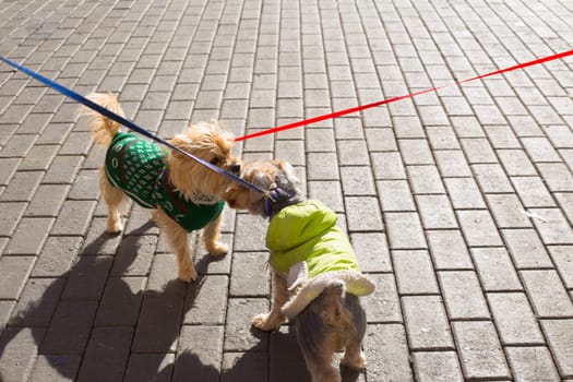 Dog Yorkshire Terrier couple smelling eachother on street floor