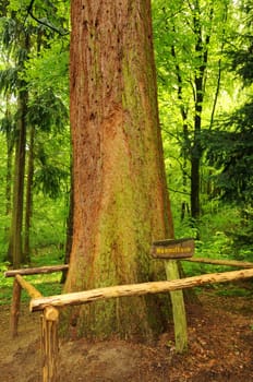 The sequoia