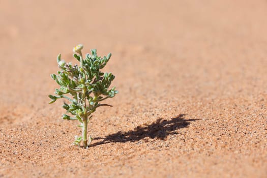 Desert plant in sand with tiny yellow flower.