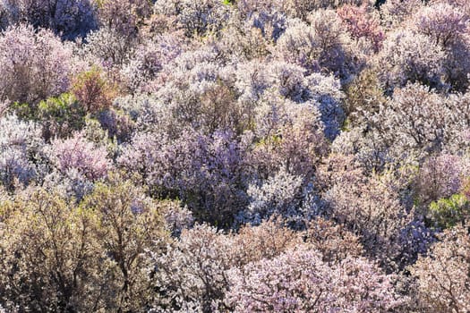 Almond trees in full blossom in the Ounila Valley, Morocco.