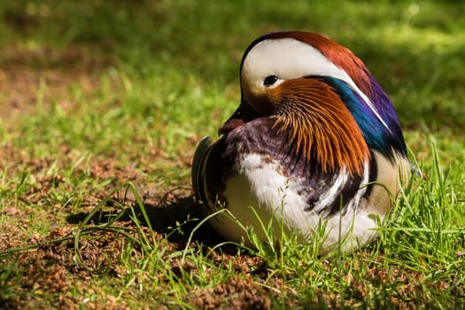 Mandarin ducks
