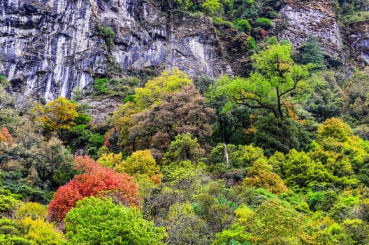 Colorful various forest trees foliage detail landscape view