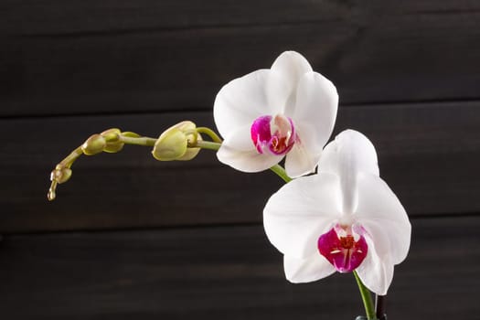 Closeup white orchid Phalaenopsis cultivars hybrid flower macro on black