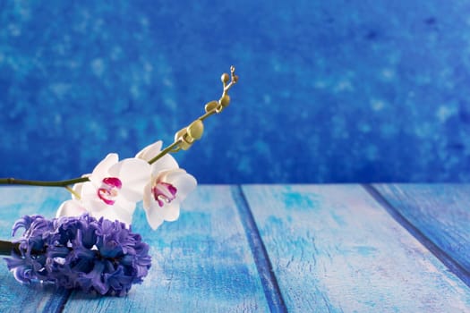 hyacinth flower and white orchid on blue wood copy space background