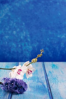 hyacinth flower and white orchid on blue wood copy space background