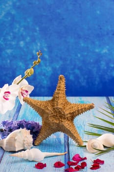 starfish seashells with hyacinth flower and white orchid on blue wood  background
