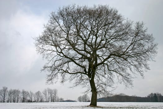 Pedunculate oak in winter