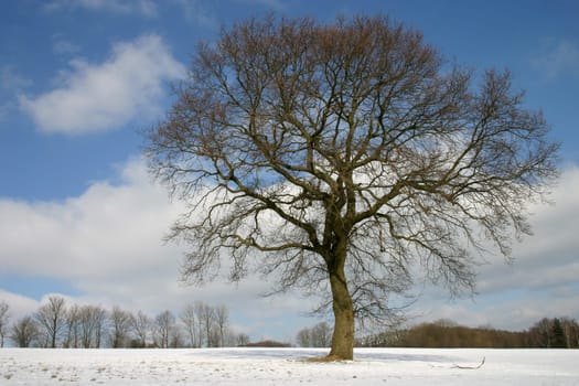 Pedunculate oak in winter