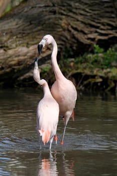 Arguing flamingos