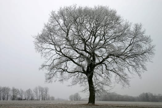 Pedunculate oak in winter