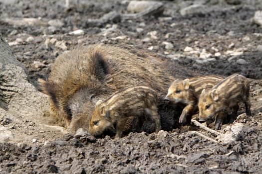 Wild boar family