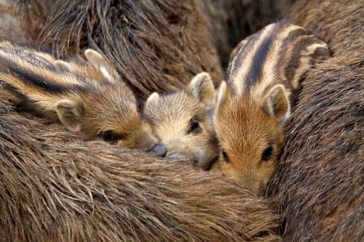 Wild boar family