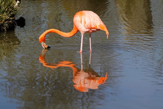 Flamingo in the water