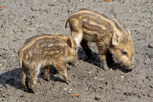 Wild Boar Newcomers
