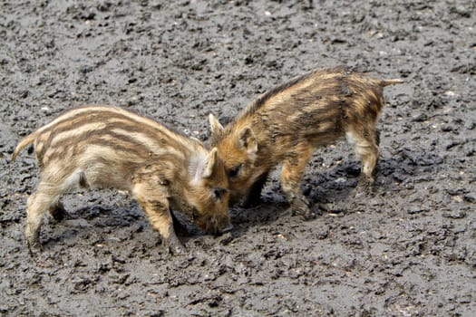 Wild Boar Newcomers