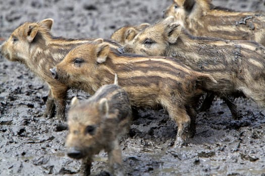 Wild Boar Newcomers