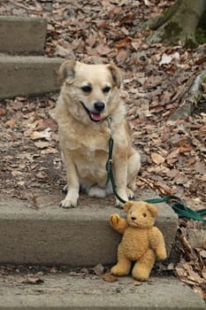 Hiking trail to Hohenstein with teddy bear and dog