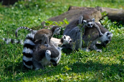 Ring-tailed lemur family