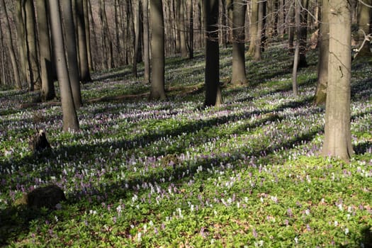 Lark spur blossom on the Bärenkopf in the Kalletal