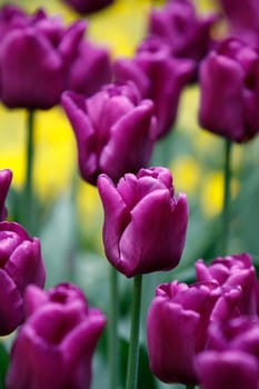 Purple tulips
