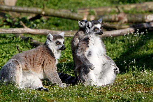 Ring-tailed lemur family
