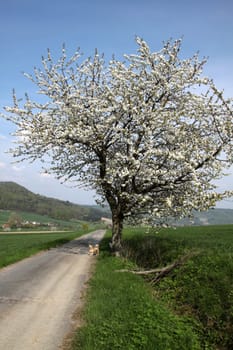 Cherry blossom in the Weser Uplands