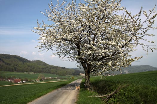 Cherry blossom in the Weser Uplands