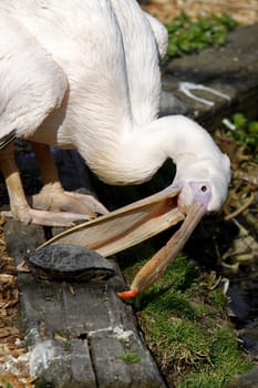 Pink pelican tries to catch turtle