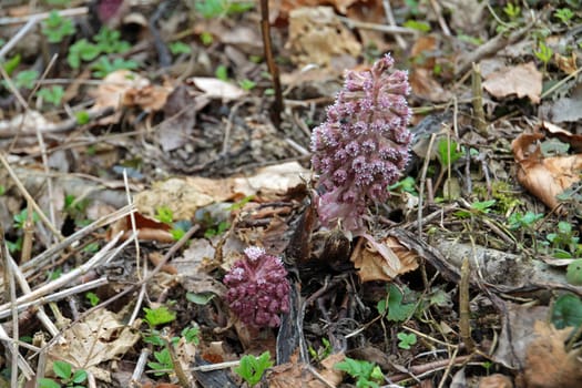 Common butterbur