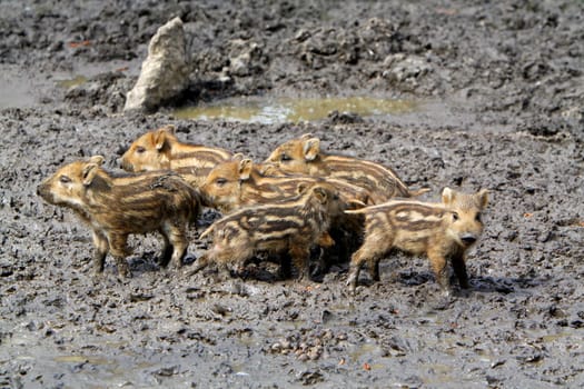 Wild Boar Newcomers